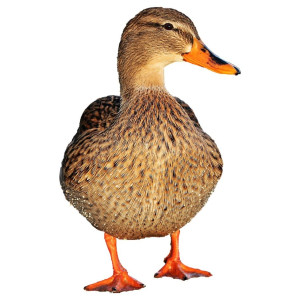 Incubadoras de Patos