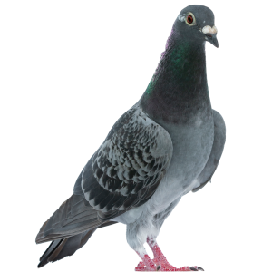 Comederos para Palomas