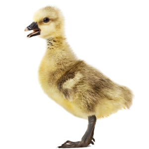 Jaulas para Ansarinos