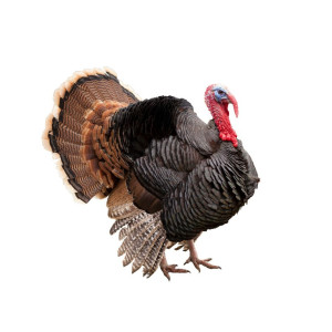 Incubadoras de Pavos