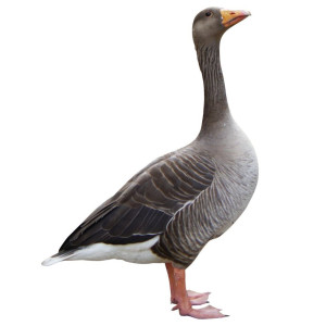 Incubadoras para Gansos