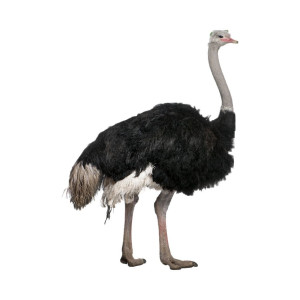 Incubadoras de Avestruces