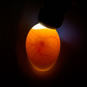 Accesorios para Incubadoras