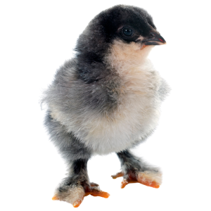 Comederos para Pollitos