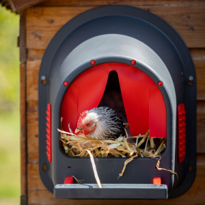 Ponederos para Gallinas
