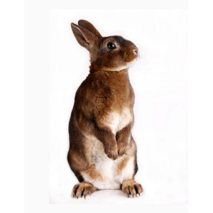 Bebederos para Conejos