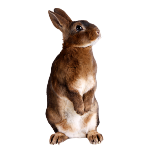 Comederos para Conejos