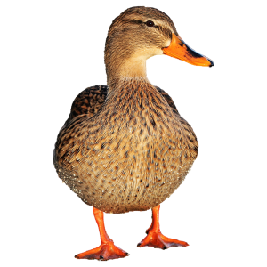 Comederos para Patos