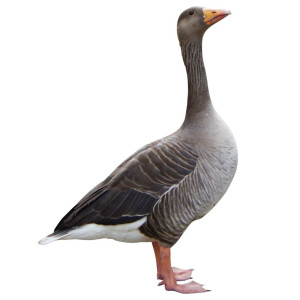 Comederos para Gansos