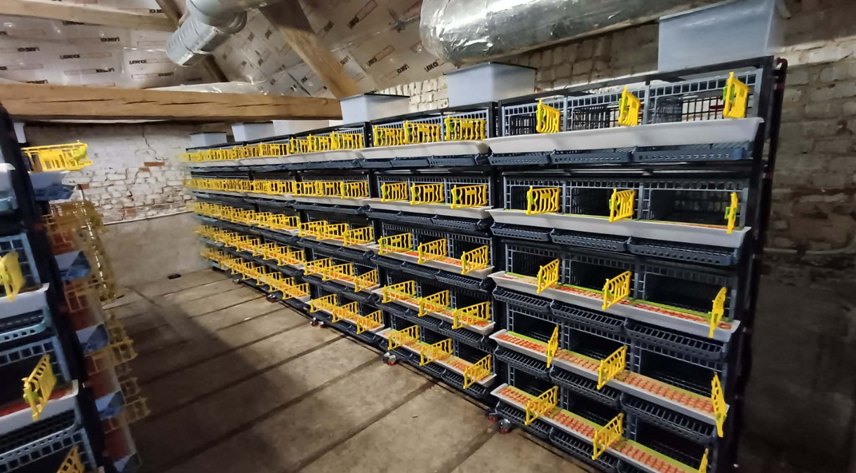 Installation de cages d'élevage pour cailles Cimuka