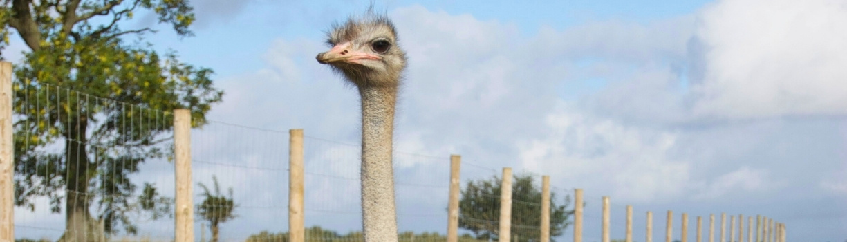 Enclos sécurisé pour autruches avec clôture adaptée