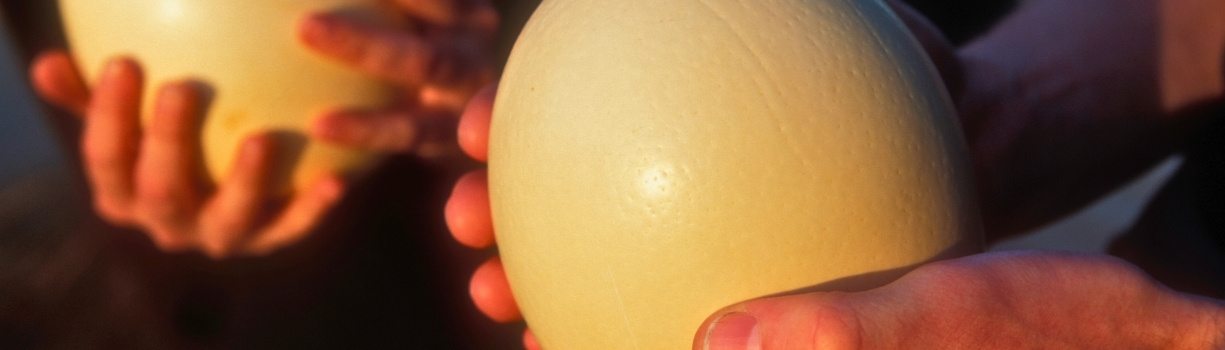 Incubation artificielle des œufs d'autruche en couveuse professionnelle