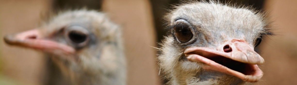 Parade nuptiale d'un couple d'autruches en période de reproduction