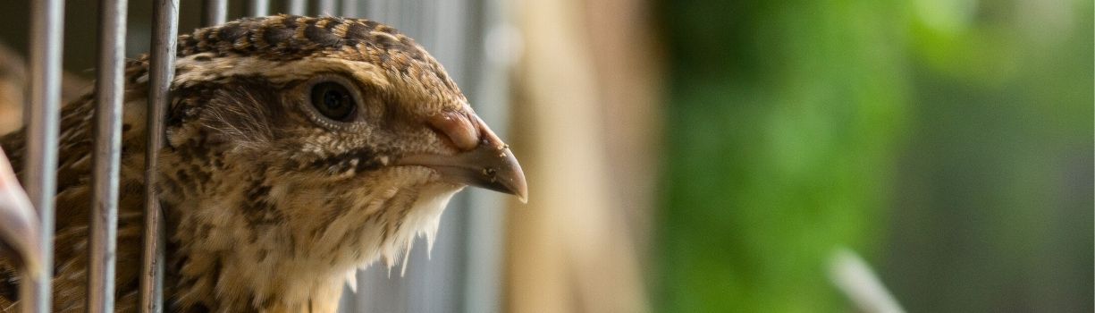 Guide sur la sélection et la génétique des cailles
