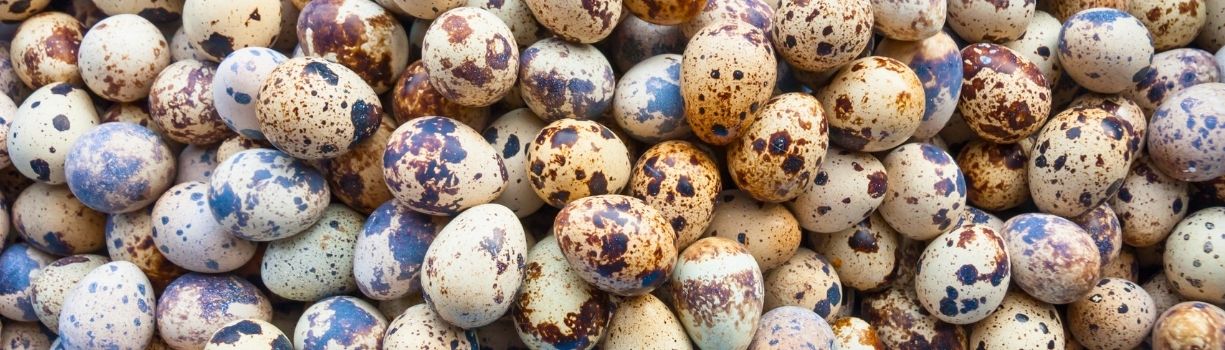 Guide sur la rentabilité d'un élevage de cailles