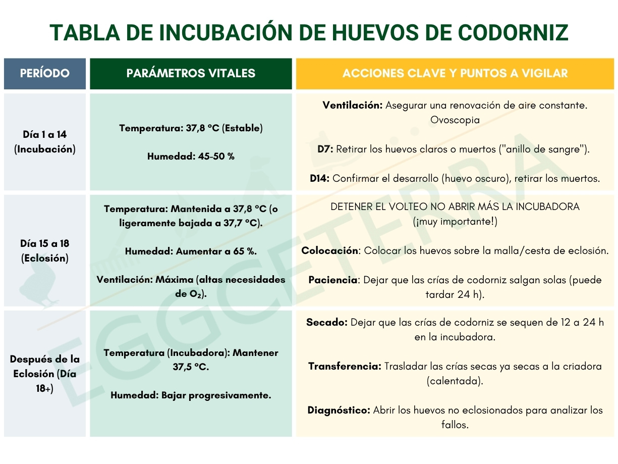tabla de incubación de los huevos de codorniz