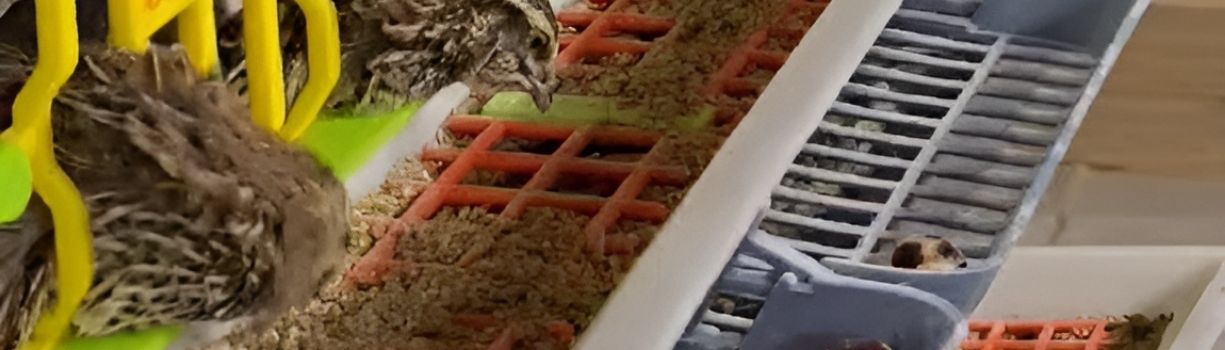 Guide complet sur l'alimentation des cailles