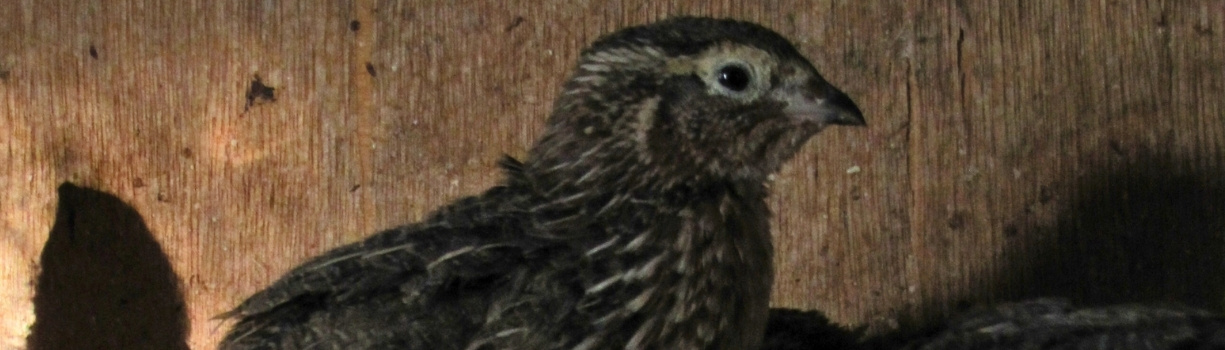 Guide complet pour plumer des cailles sans abîmer la peau