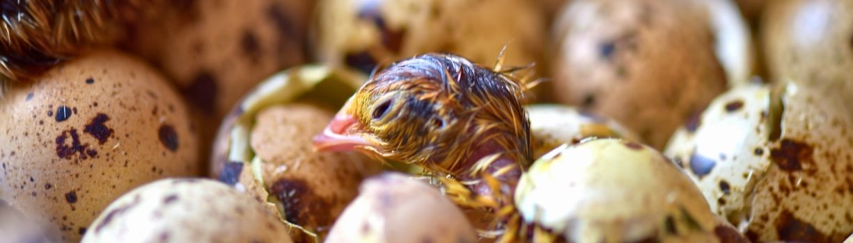 Guide avancé sur l'incubation des oeufs de caille