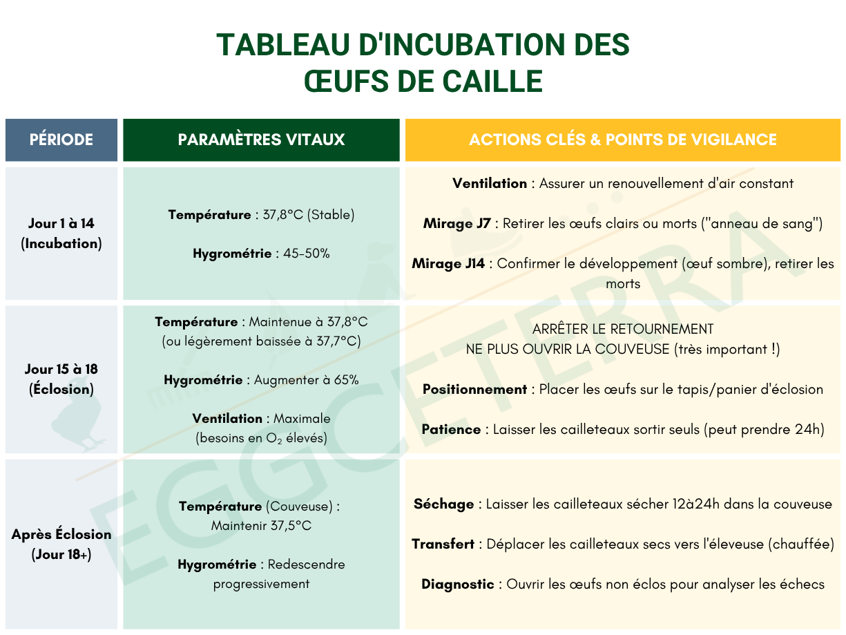 tableau d'incubation des oeufs de cailles