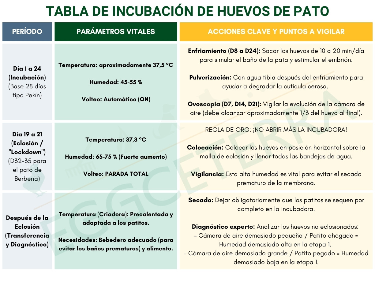 tabla incubación de huevos de pato