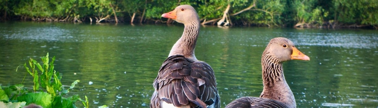 Incubation oeuf de canard : gestion de l'humidité et du refroidissement
