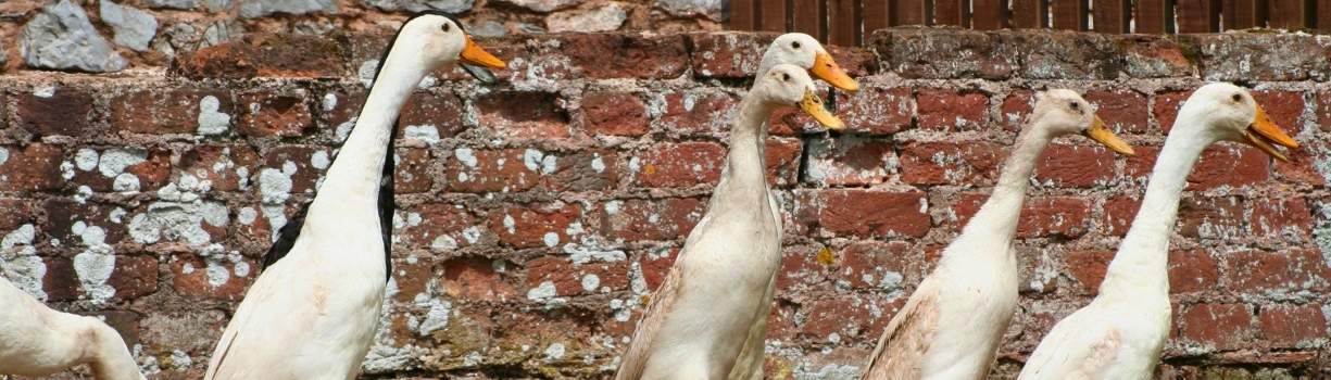 Guide d'élevage du Canard Coureur Indien au potager pour lutter contre les limaces