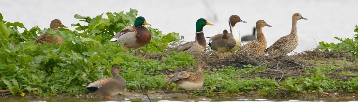 Guide de prévention et de reconnaissance des maladies communes du canard