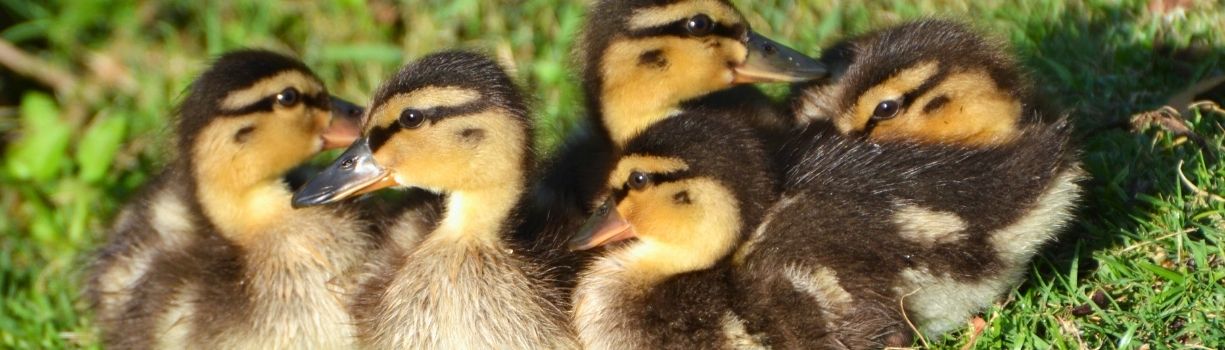 Identifier et soigner les problèmes de pattes chez le caneton : pattes écartées, carence en niacine