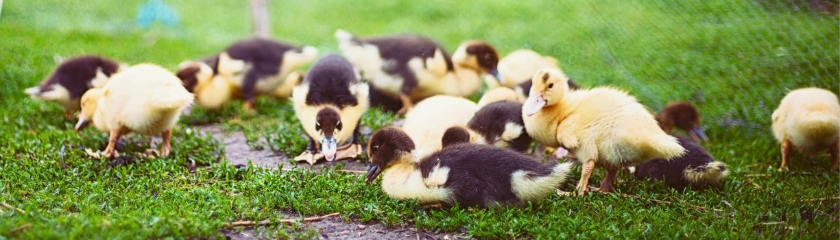 Guide complet pour aménager un parc à canards sécurisé avec bassin et abri