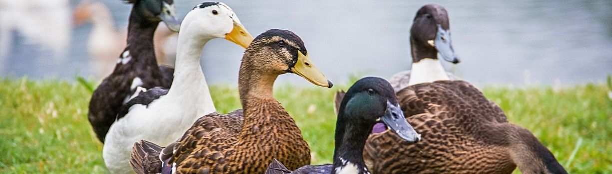 Guide complet pour élever des canards d'ornement ou de chair