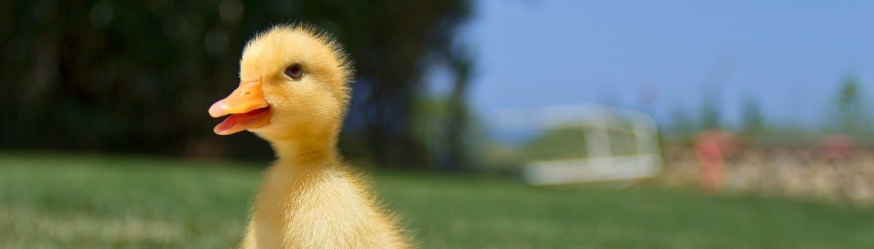 Incubation oeuf de canard : gestion de l'humidité et du refroidissement