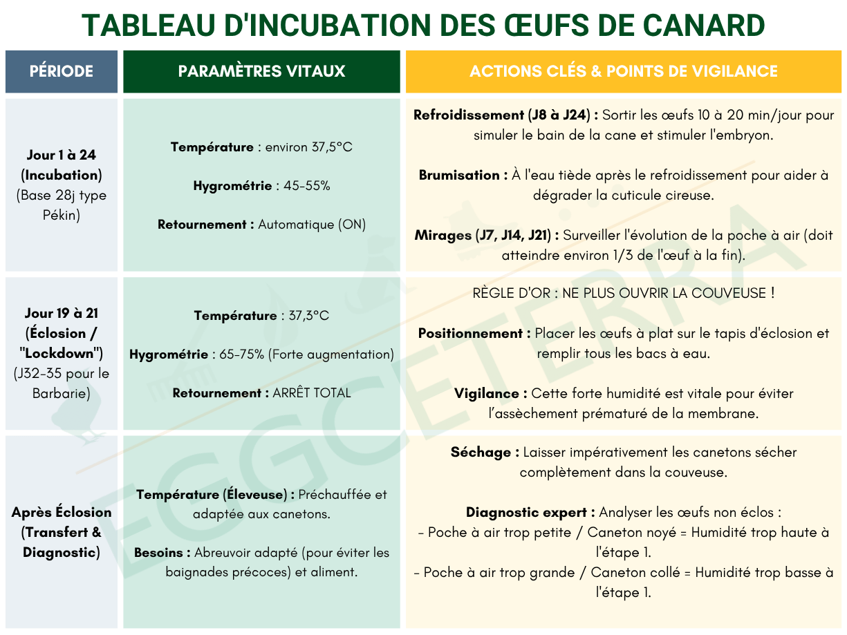 tableau incubation des oeufs de canard