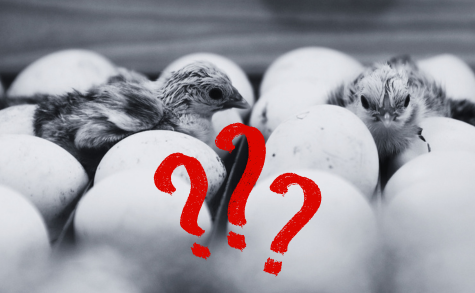 Diagnostic échec incubation