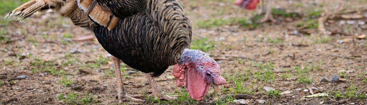 Alimentation dinde granulés et besoins nutritionnels