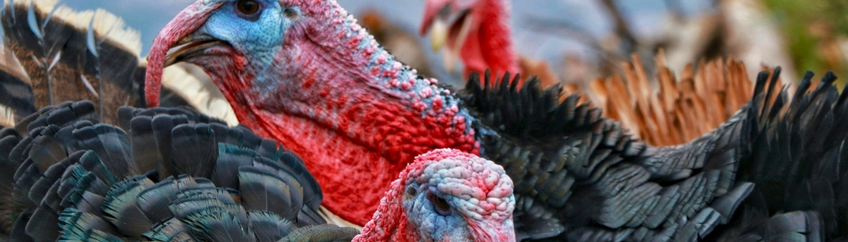 Guide complet pour plumer une dinde avec une machine professionnelle