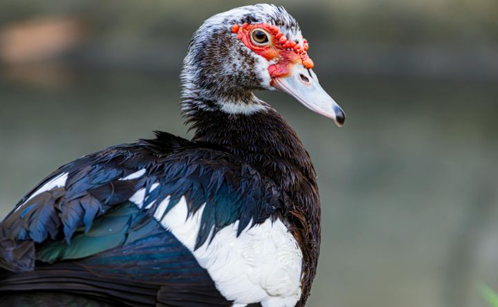 Guide de l'élevage des canards