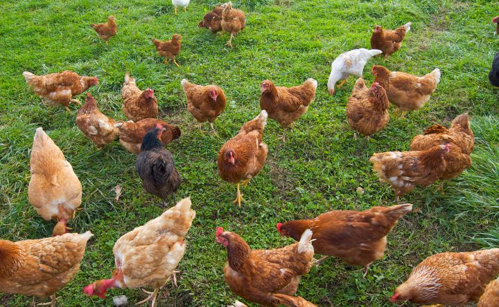 Guide de l'élevage des poules