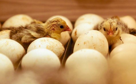 Guide complet incubation artificielle