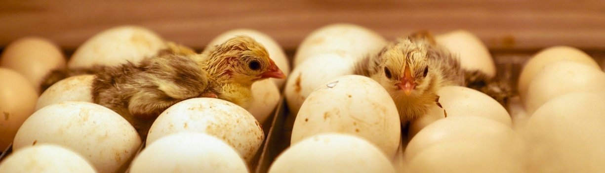 Guide expert incubation artificielle couveuse professionnelle