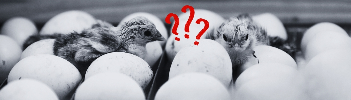 Analyse des causes de mortalité des poussins dans l'œuf