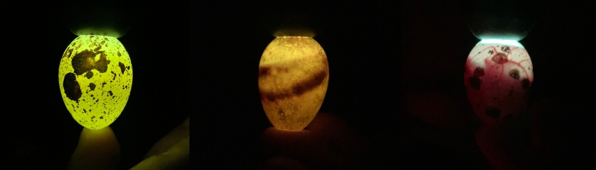 Mirage oeuf de poule fécond ou clair