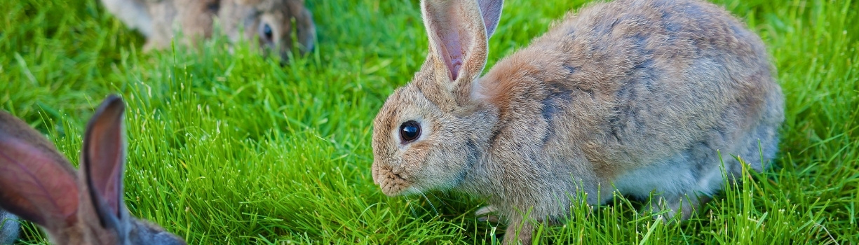 Guide complet sur les maladies mortelles du lapin, vaccins et prévention