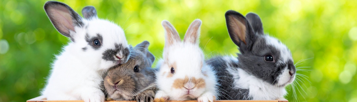 Guía completa para iniciarse en la cría de conejos