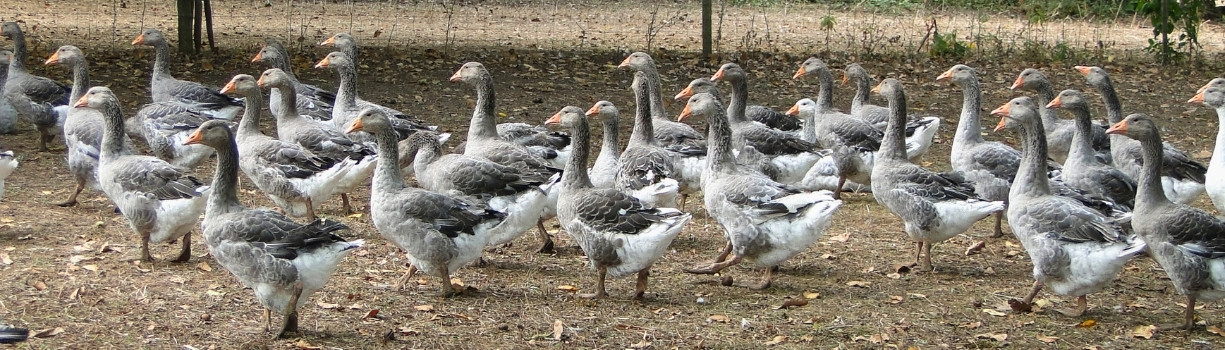 Troupeau d'oies en liberté dans une prairie
