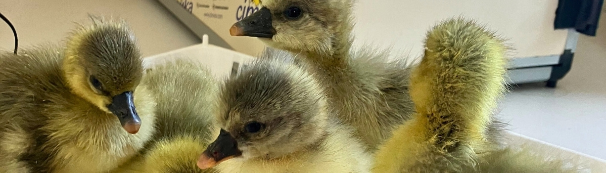 Guide expert incubation oeufs d'oie