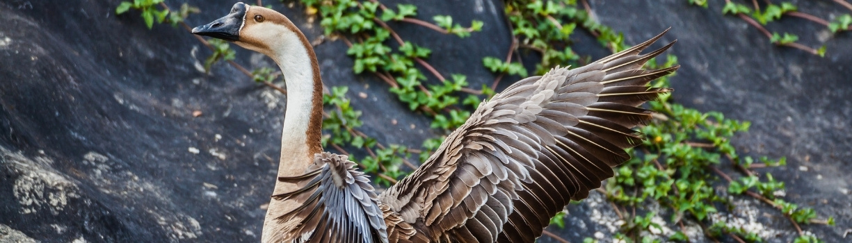 Jars en posture d'intimidation protégeant sa femelle