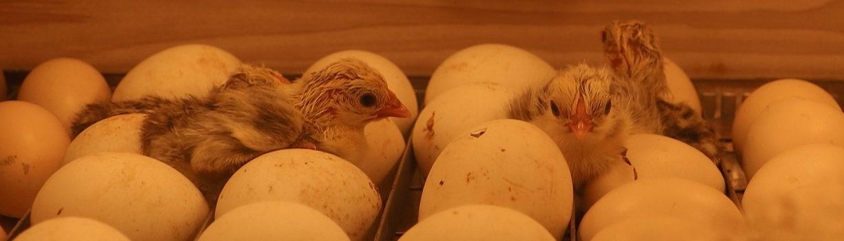 Maîtrise Thermique de l'Incubation