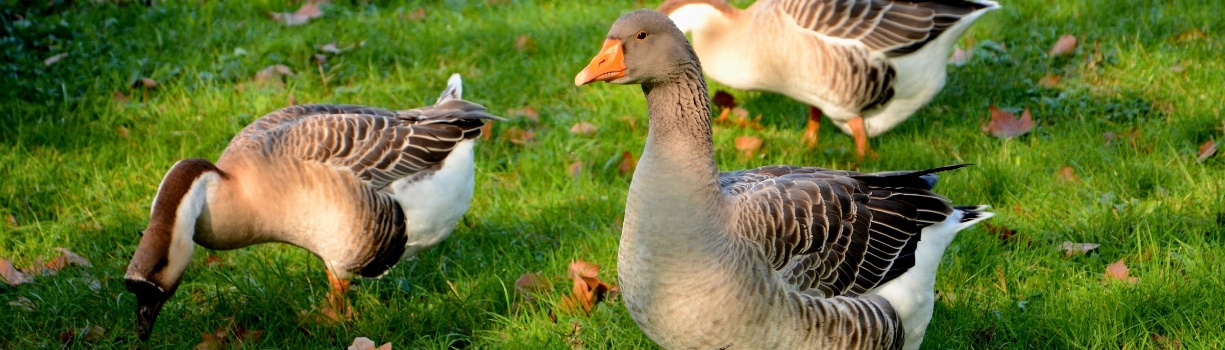 Examen de santé d'une oie