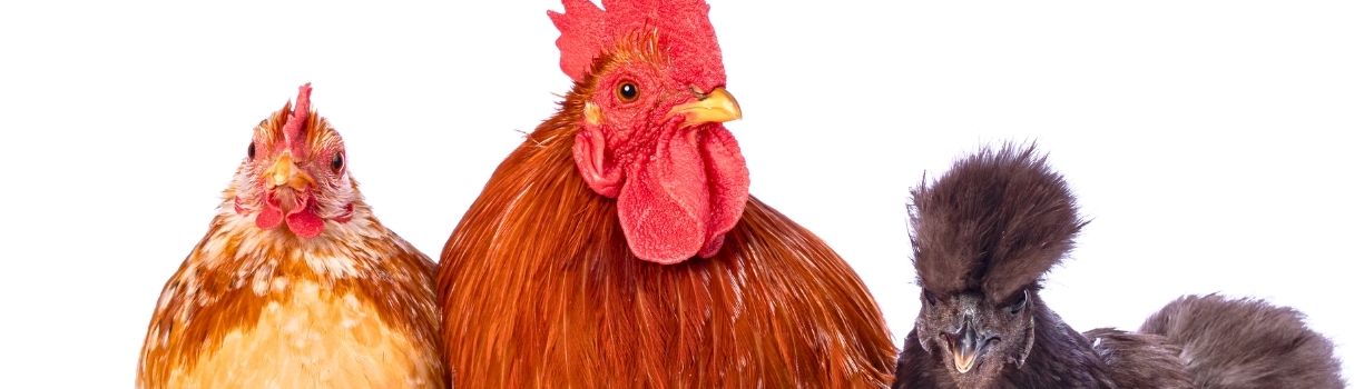 Comparatif races de poules pondeuses et ornement